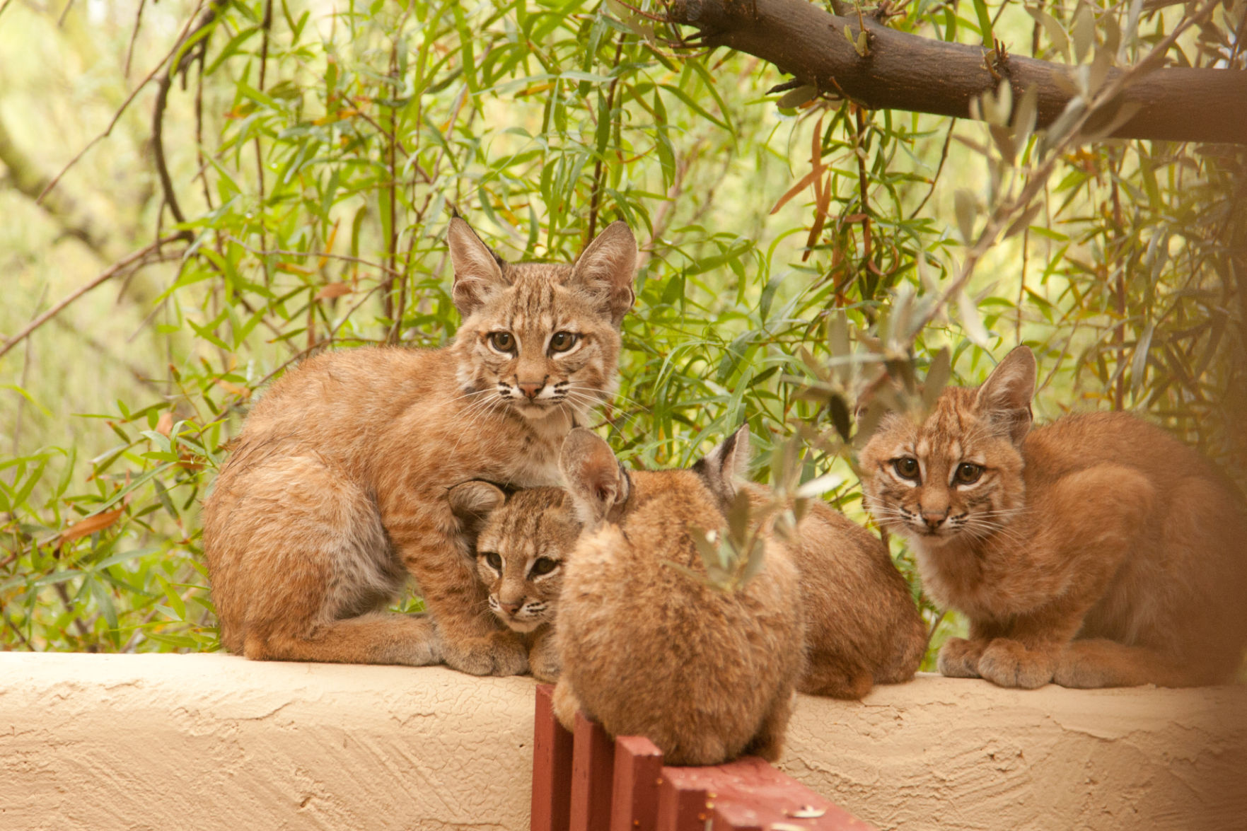 Backyard Bobcats
